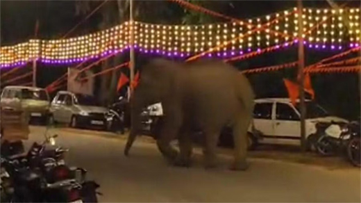 Elephant-Hasan